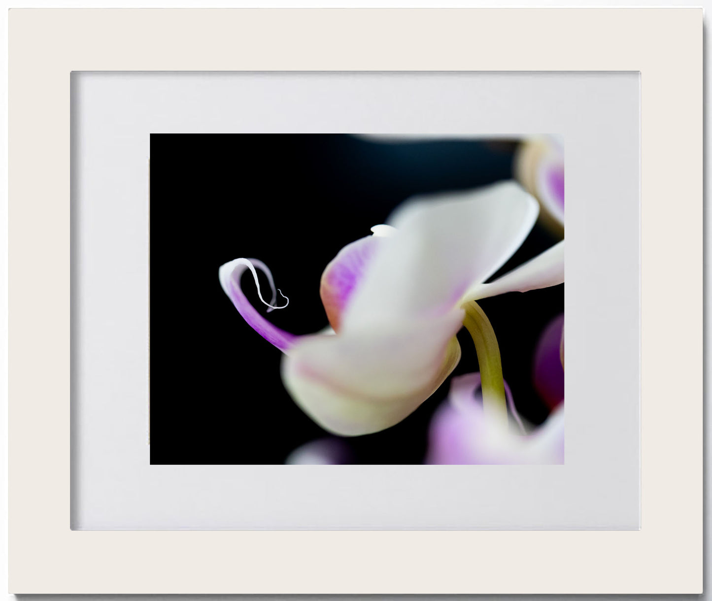 TBOP Orchid Print #1