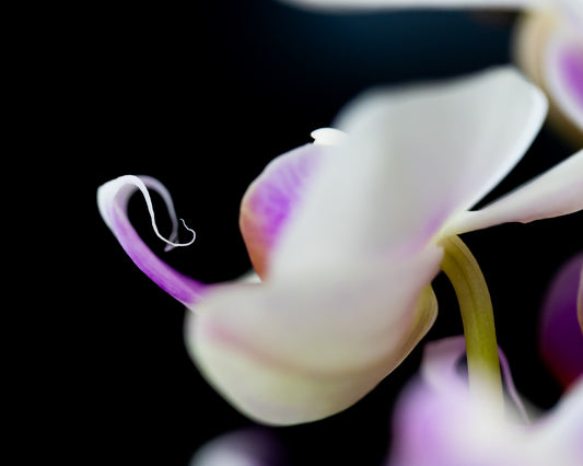 TBOP Orchid Print #1